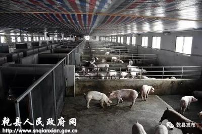【要闻】程建国来乾县昌欣生猪养殖基地调研