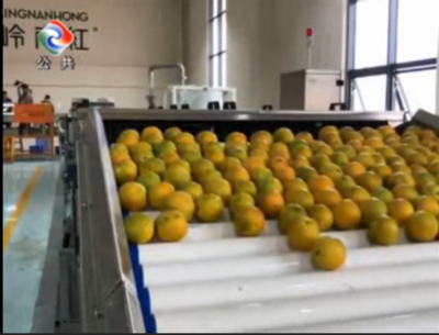 廉江推进红橙产业园全产业链发展,将推行标准化生产,助力乡村振兴。